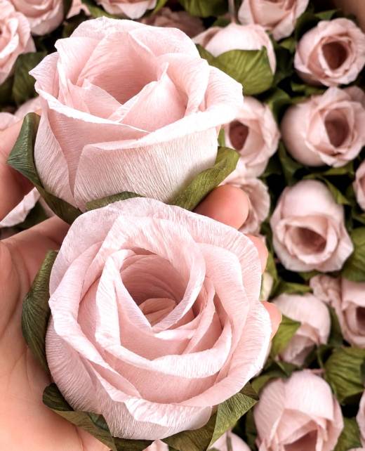 Modelo Rosa
